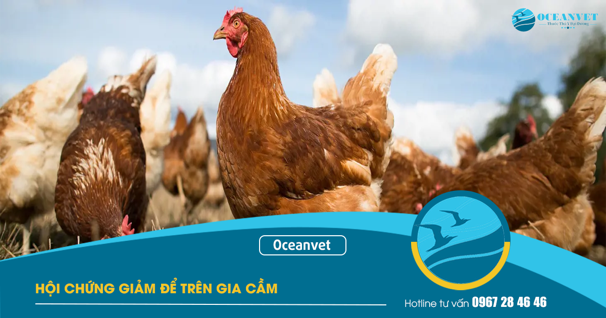 hoi-chung-giam-de-gia-cam