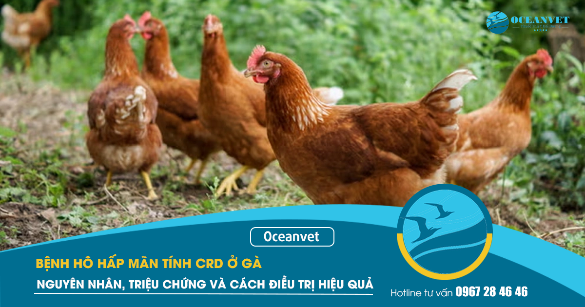 benh-ho-hap-man-tinh-crd-ga