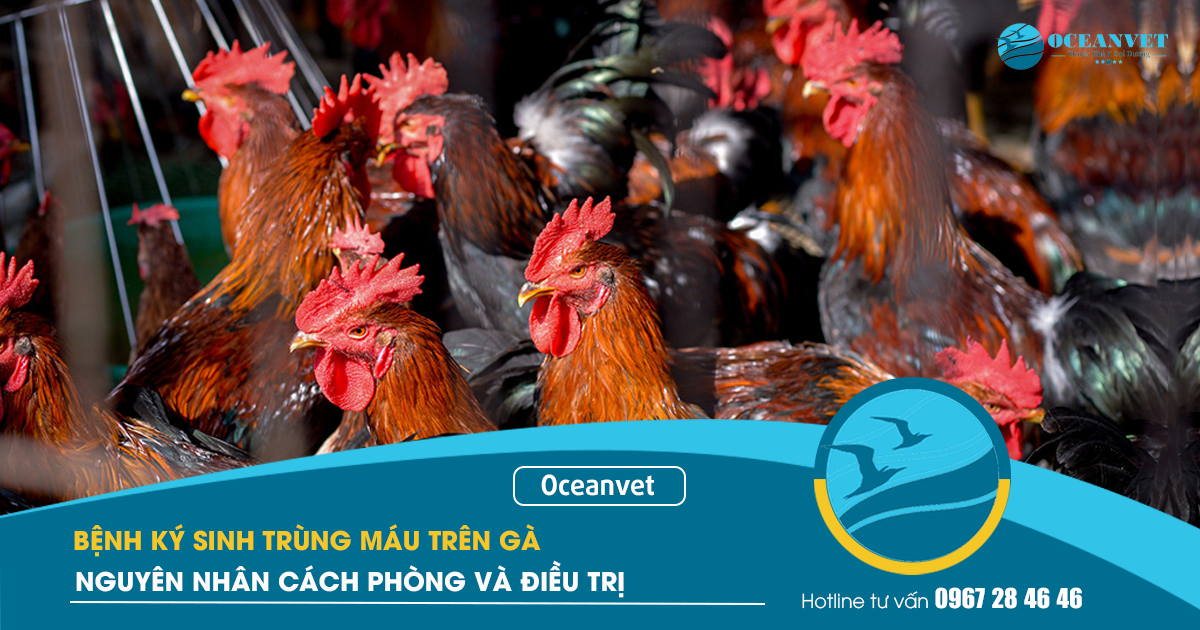 ki-sinh-trung-duong-mau