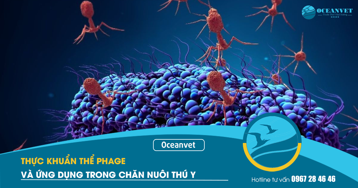 thuc-khuan-the