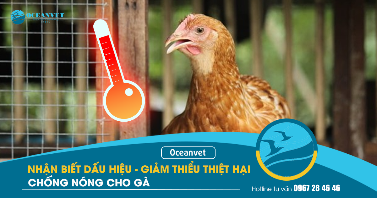 chong-nong-cho-ga