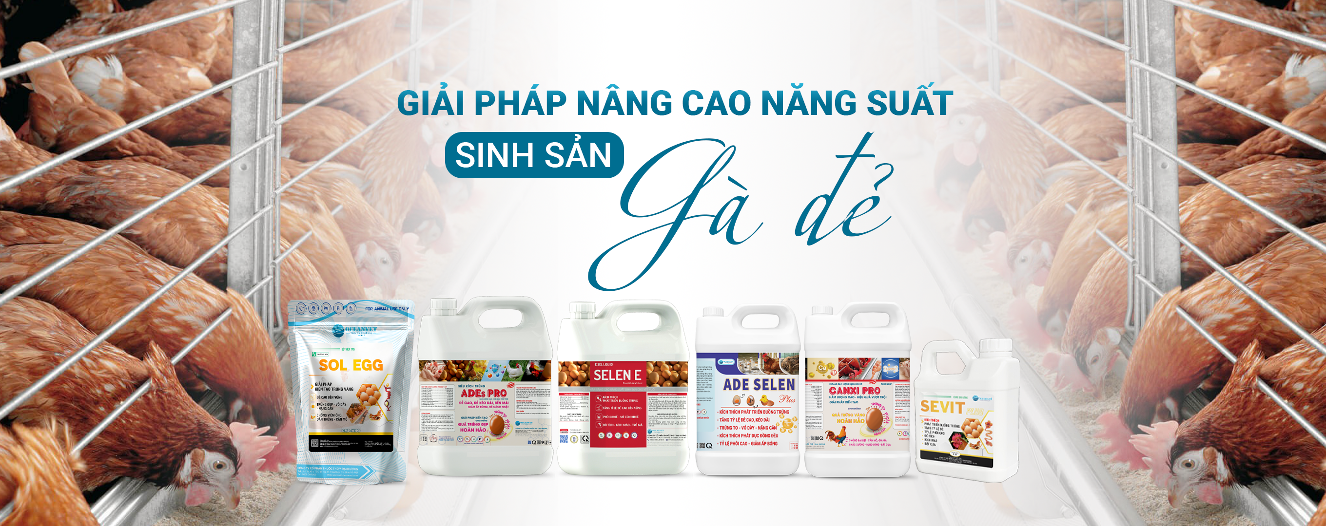 gia-cam-sinh-san