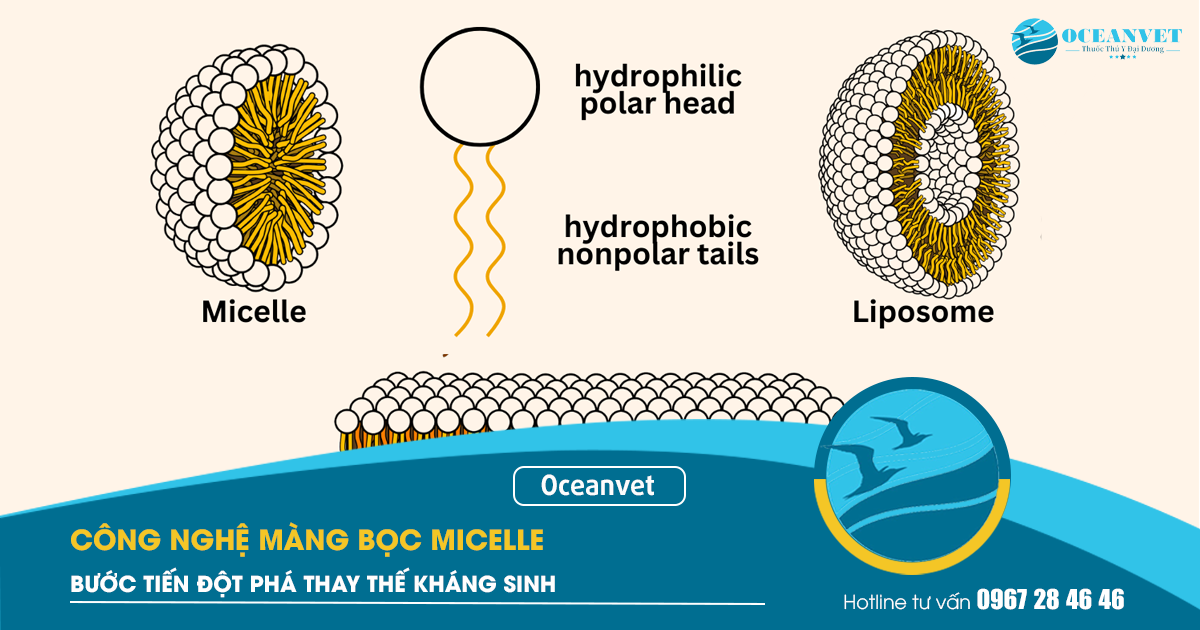 cong-nghe-mang-boc-micelle