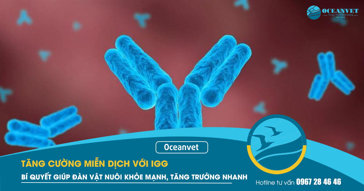 khang-the-igg