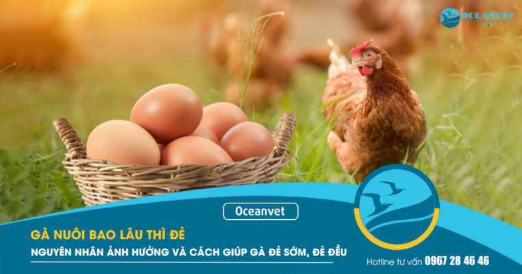 ga-nuoi-bao-lau-thi-de